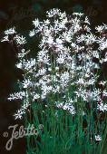 Lychnis flos-cuculi 'White Robin'